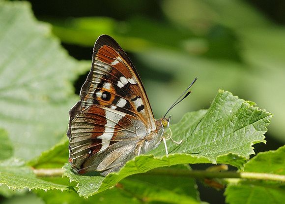 Purple Emperor Aptura iris