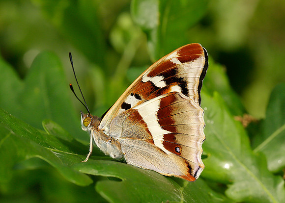 Purple Emperor Apatura iris