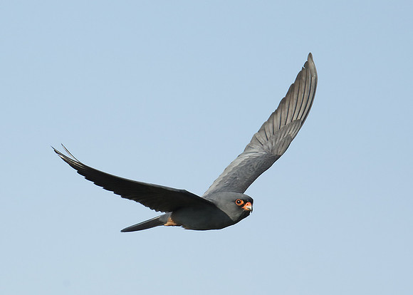 Red-footed Falcon Falco vespertinus