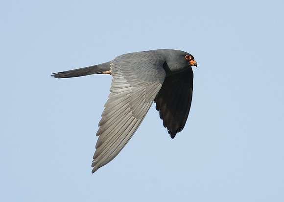 Red-footed Falcon Falco vespertinus