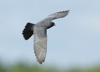 Red-footed Falcon Falco vespertinus