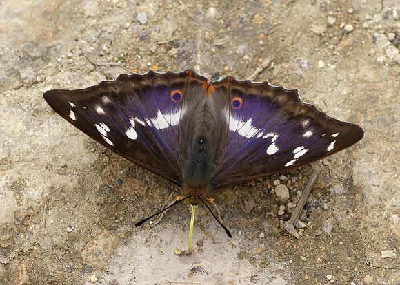 Purple Emperor Aptura iris