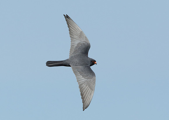 Red-footed Falcon Falco vespertinus