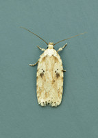 32.017 BF697 Agonopterix arenella