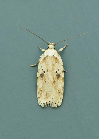 32.017 BF697 Agonopterix arenella