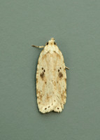 32.017 BF697 Agonopterix arenella