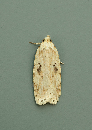 32.017 BF697 Agonopterix arenella