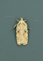 32.017 BF697 Agonopterix arenella