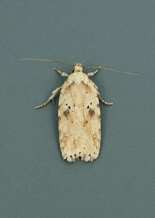 32.017 BF697 Agonopterix arenella