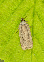 32.035 BF714 Agonopterix yeatiana