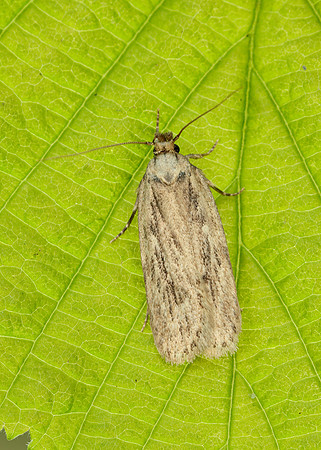 32.035 BF714 Agonopterix yeatiana