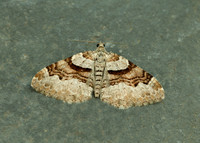 70.053 BF1722 Flame Carpet Xanthorhoe designata