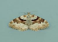 70.053 BF1722 Flame Carpet Xanthorhoe designata