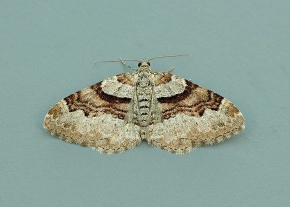 70.053 BF1722 Flame Carpet Xanthorhoe designata