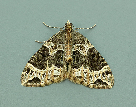 70.094 BF1759 Small Phoenix Ecliptopera silaceata