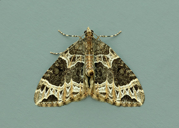 70.094 BF1759 Small Phoenix Ecliptopera silaceata