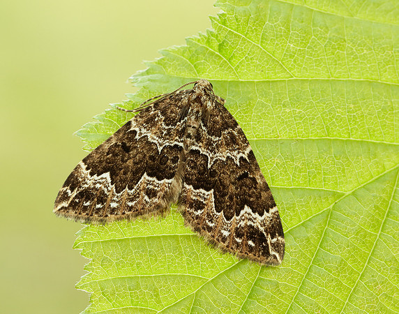 70.103 BF1750 Water Carpet Lampropteryx suffumata