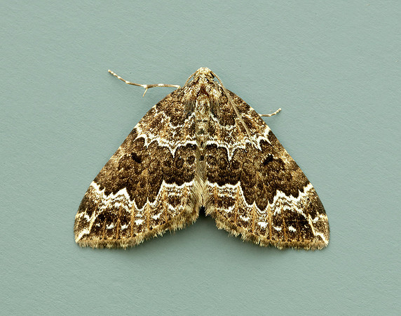 70.103 BF1750 Water Carpet Lampropteryx suffumata
