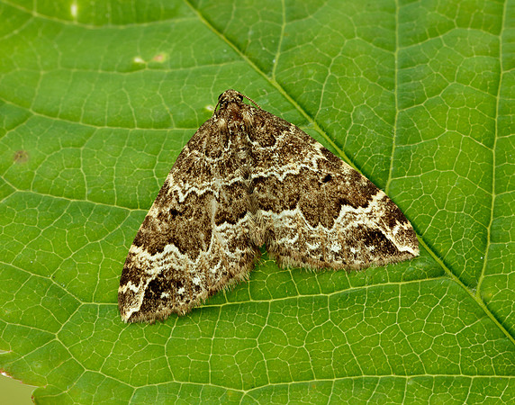 70.103 BF1750 Water Carpet Lampropteryx suffumata
