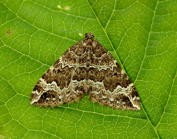 70.103 BF1750 Water Carpet Lampropteryx suffumata
