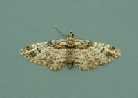 70.141 BF1862 Double-striped Pug Gymnoscelis rufifasciata