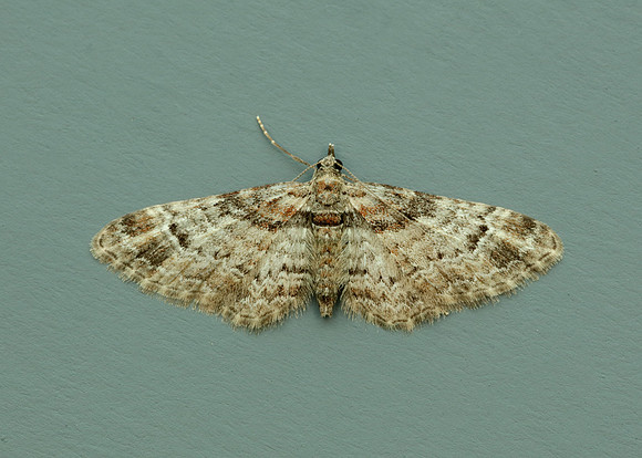 70.141 BF1862 Double-striped Pug Gymnoscelis rufifasciata
