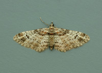 70.141 BF1862 Double-striped Pug Gymnoscelis rufifasciata