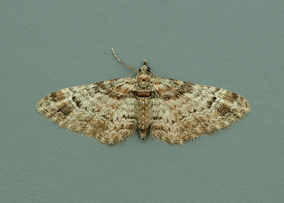 70.141 BF1862 Double-striped Pug Gymnoscelis rufifasciata