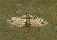 70.141 BF1862 Double-striped Pug Gymnoscelis rufifasciata