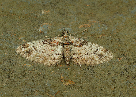 70.141 BF1862 Double-striped Pug Gymnoscelis rufifasciata