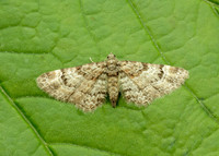 70.141 BF1862 Double-striped Pug Gymnoscelis rufifasciata