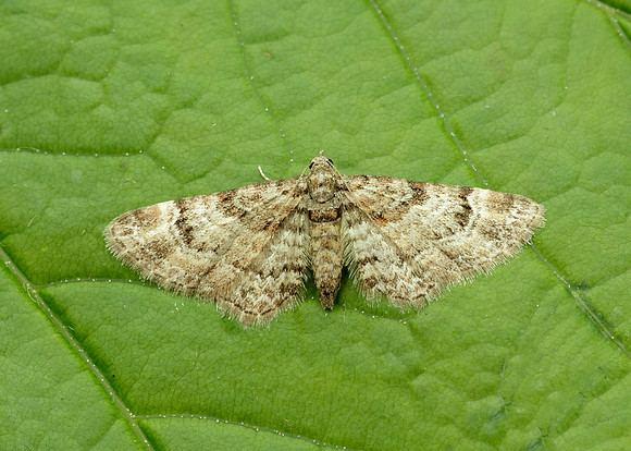 70.141 BF1862 Double-striped Pug Gymnoscelis rufifasciata