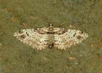 70.141 BF1862 Double-striped Pug Gymnoscelis rufifasciata