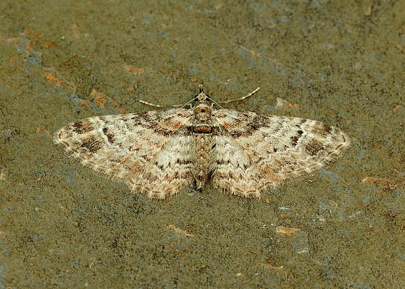 70.141 BF1862 Double-striped Pug Gymnoscelis rufifasciata