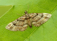 70.141 BF1862 Double-striped Pug Gymnoscelis rufifasciata