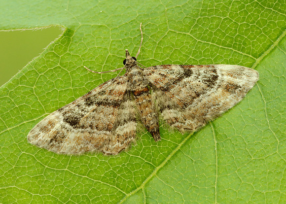 70.141 BF1862 Double-striped Pug Gymnoscelis rufifasciata