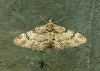 70.141 BF1862 Double-striped Pug Gymnoscelis rufifasciata
