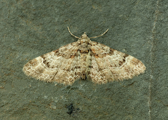 70.141 BF1862 Double-striped Pug Gymnoscelis rufifasciata