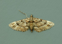 70.141 BF1862 Double-striped Pug Gymnoscelis rufifasciata