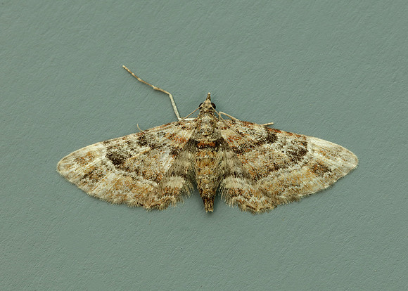 70.141 BF1862 Double-striped Pug Gymnoscelis rufifasciata