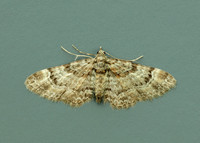 70.141 BF1862 Double-striped Pug Gymnoscelis rufifasciata