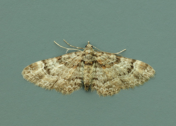 70.141 BF1862 Double-striped Pug Gymnoscelis rufifasciata
