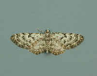 70.157 BF1853 Oak-tree Pug Eupithecia dodoneata