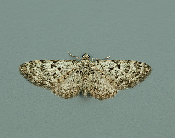 70.157 BF1853 Oak-tree Pug Eupithecia dodoneata