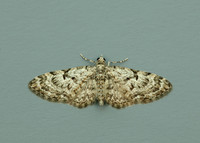 70.157 BF1853 Oak-tree Pug Eupithecia dodoneata