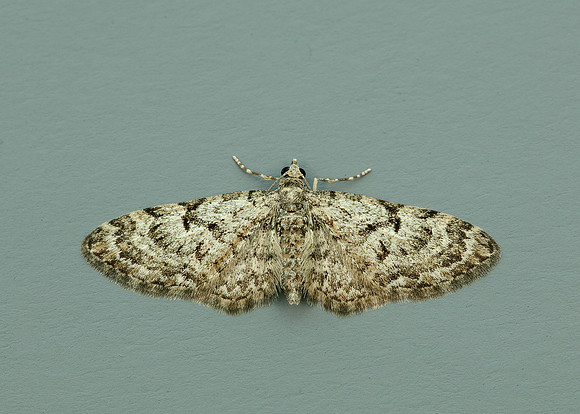 70.157 BF1853 Oak-tree Pug Eupithecia dodoneata