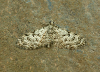 70.157 BF1853 Oak-tree Pug Eupithecia dodoneata
