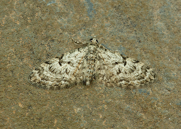 70.157 BF1853 Oak-tree Pug Eupithecia dodoneata