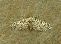 70.157 BF1853 Oak-tree Pug Eupithecia dodoneata