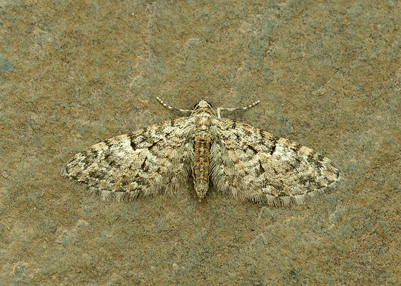 70.157 BF1853 Oak-tree Pug Eupithecia dodoneata